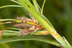 River bulrush